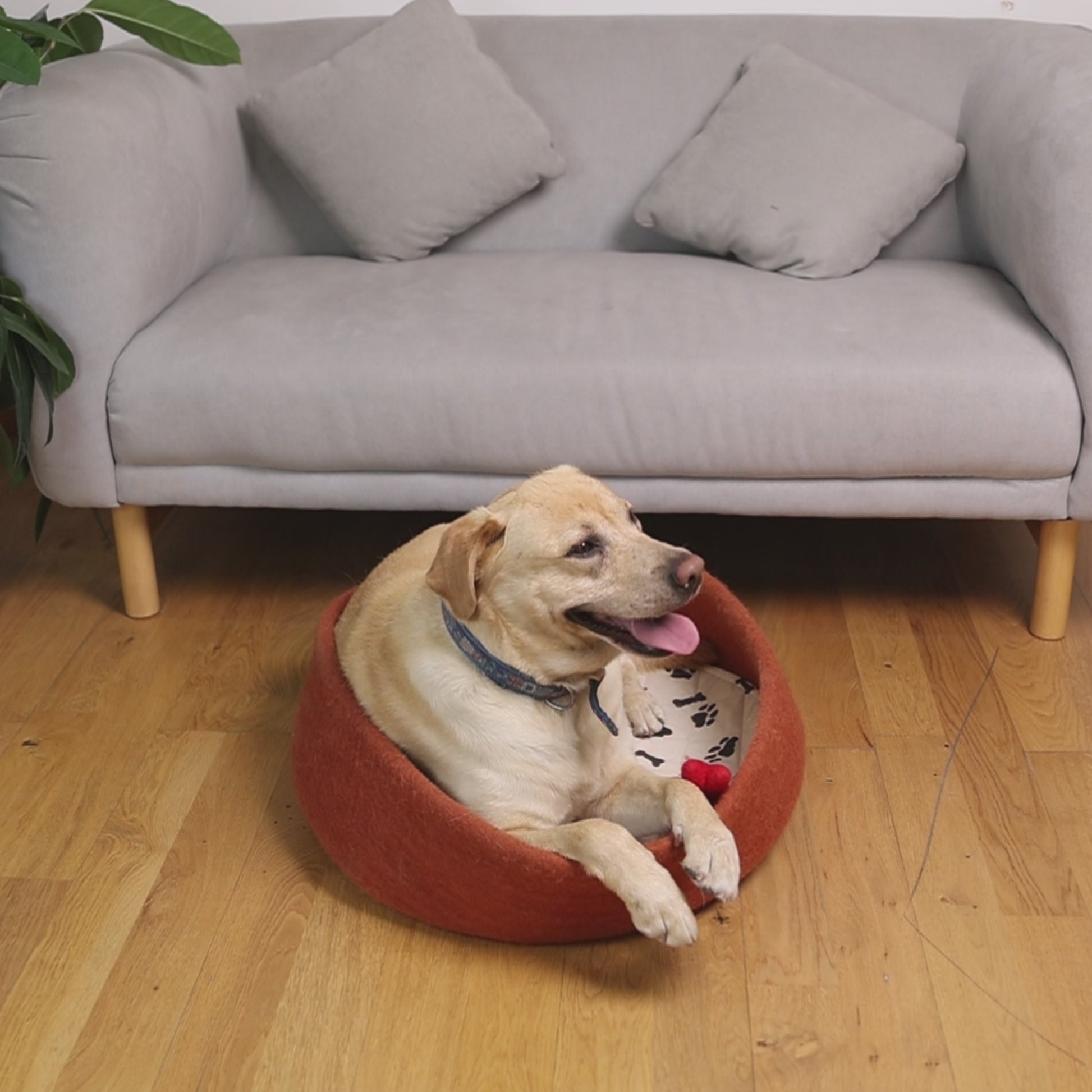 Felt Dog Bed Video showcasing the making of the dog bed as well as how the dog uses the dog bed and measurement of the dog bed