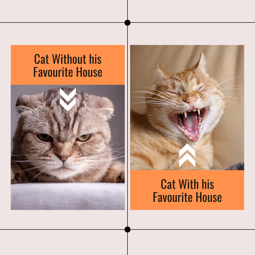 Cat House at Whiskers