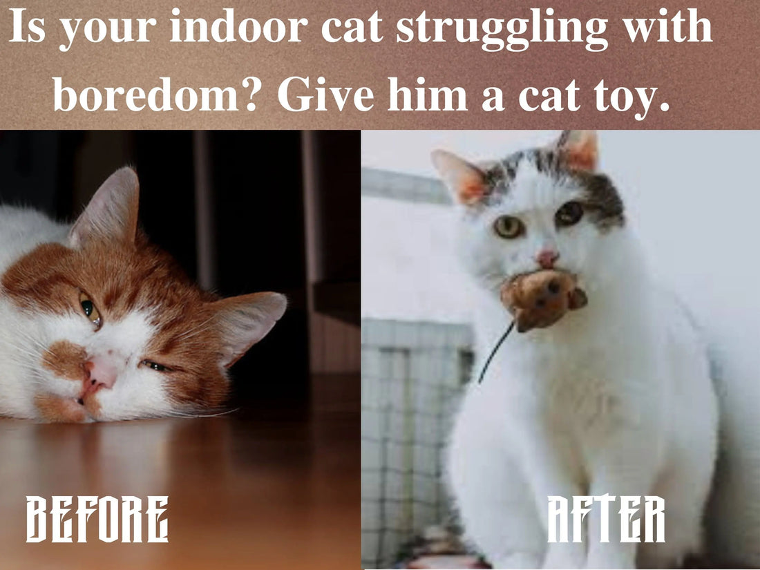 bored cat, cat playing with a toy, cat catching mouse, sleepy cat