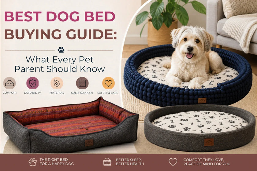 Best Dog Bed Buying Guide: What Every Pet Parent Should Know