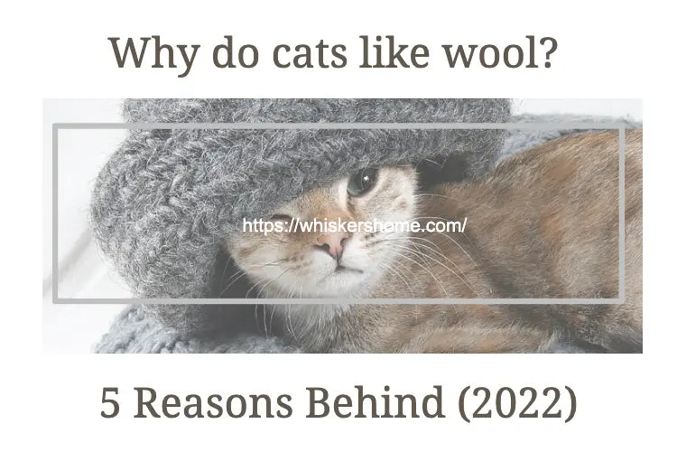 Why-do-cats-like-wool-5-Reasons-Behind-2022 Whisker's Home