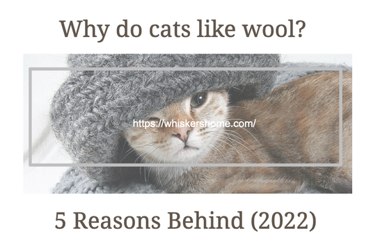 Why do cats like wool? 5 Reasons Behind (2022)