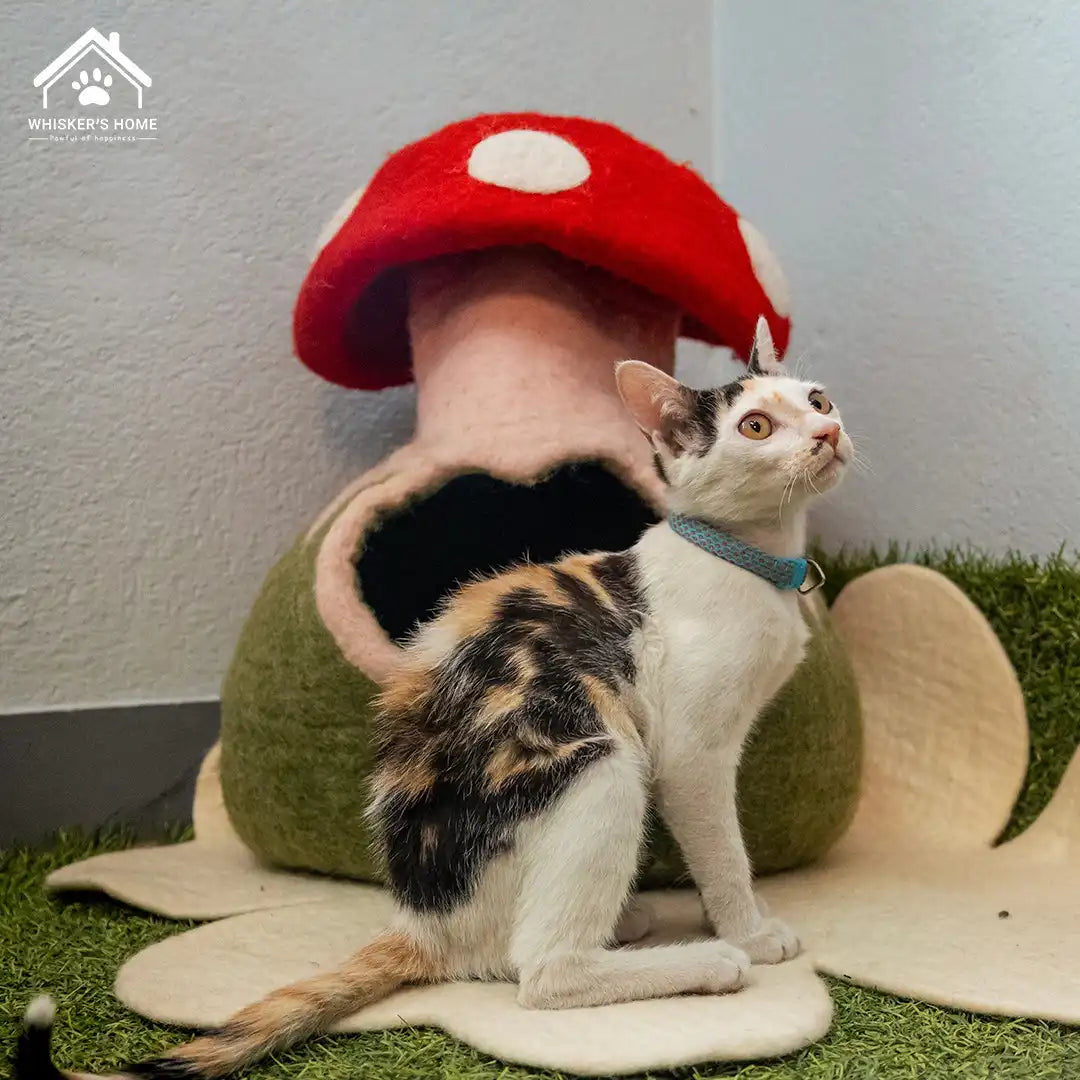 Cat Cave