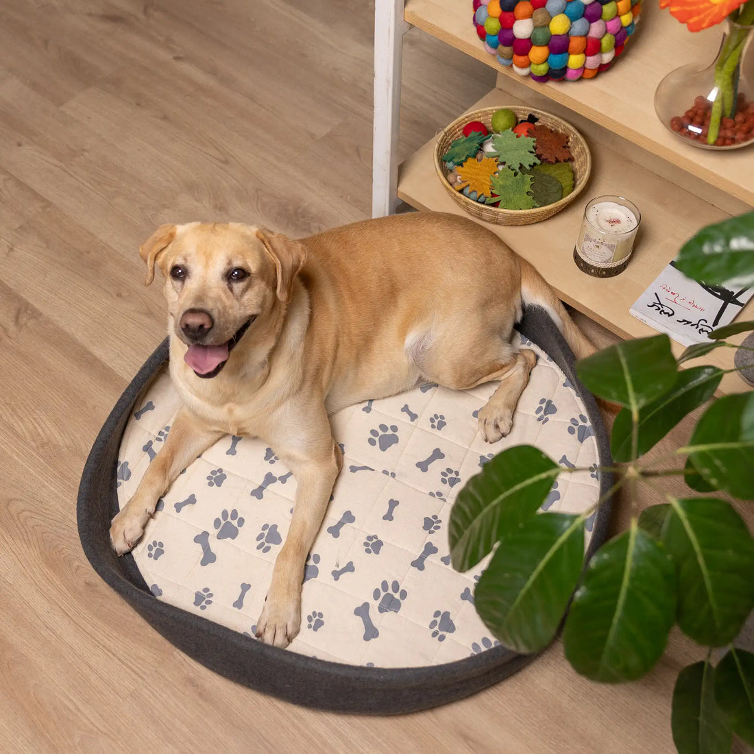 Dog Bed