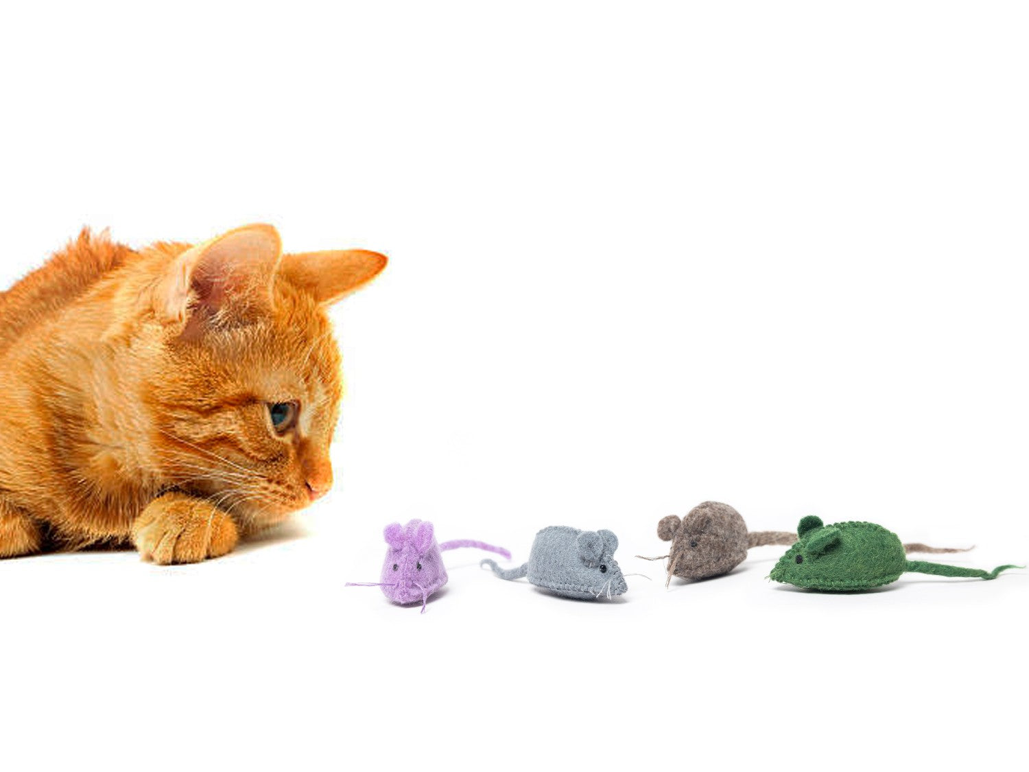 Orange cat playing with colorful catnip mice on a white background
